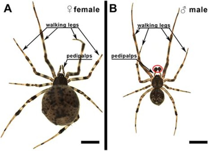 Do spiders have genders?