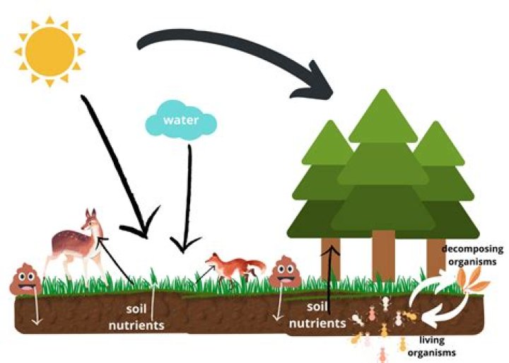 Do trees eat soil?