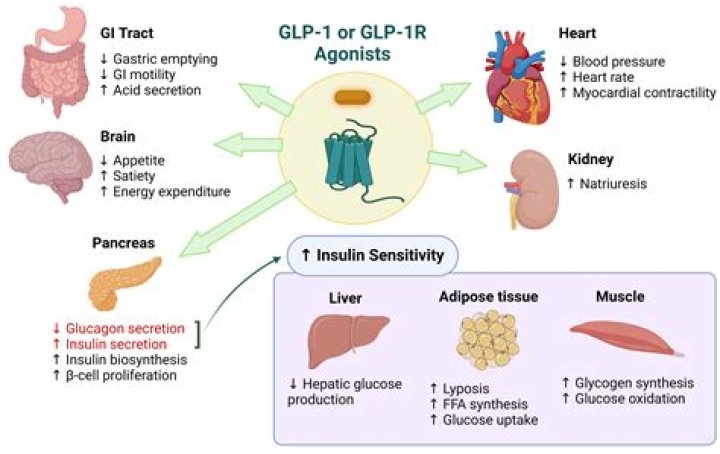 Does Saxenda speed up metabolism?