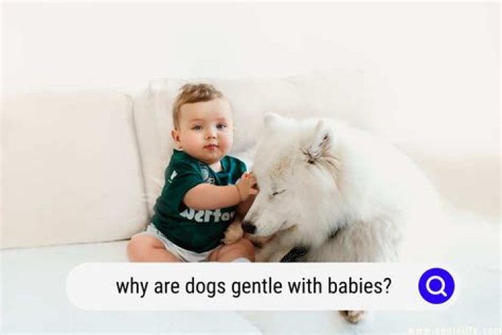 How are dogs so gentle with babies?