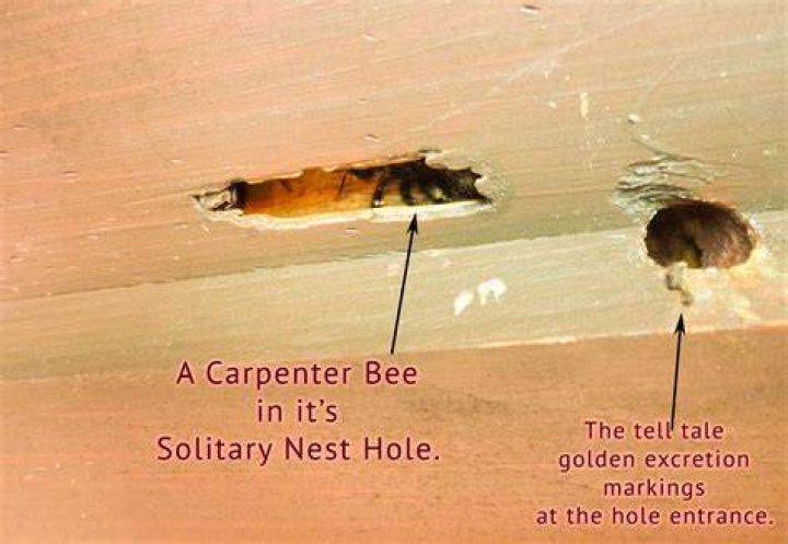 How big are carpenter bee nests?