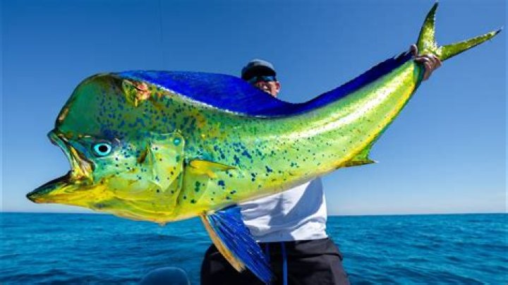 How big does a mahi mahi have to be to keep it?