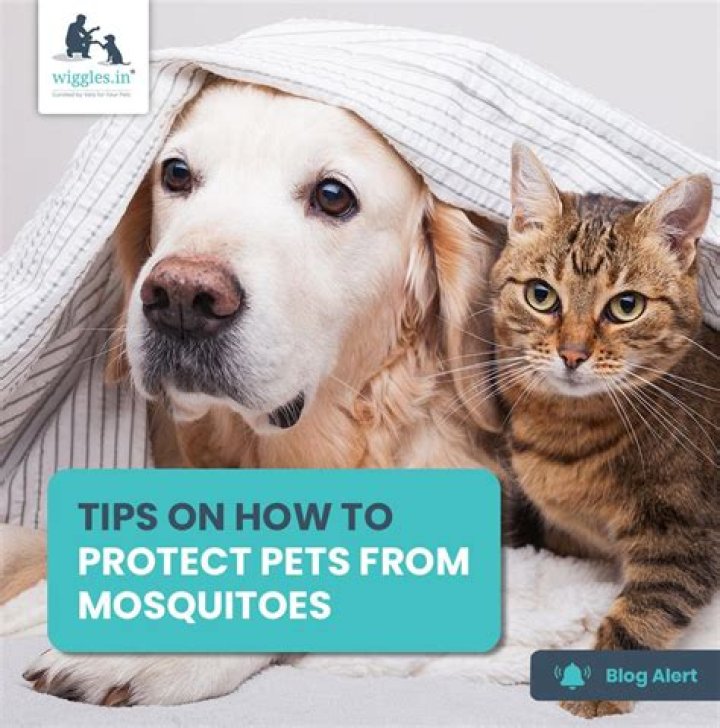 How can I protect my dog from mosquitoes naturally?