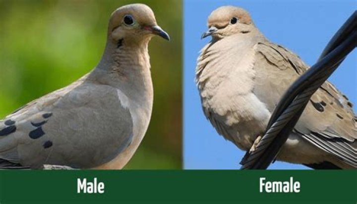 How can you tell a female cougar from a male?