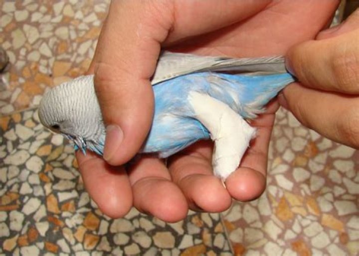 How can you tell if a bird is egg bound?