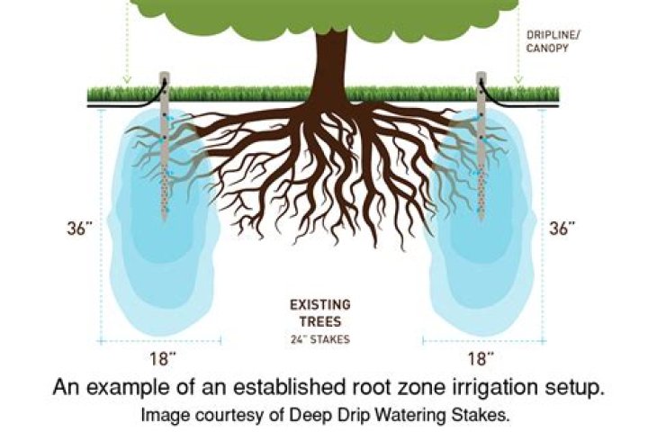 How deep do red oak roots grow?