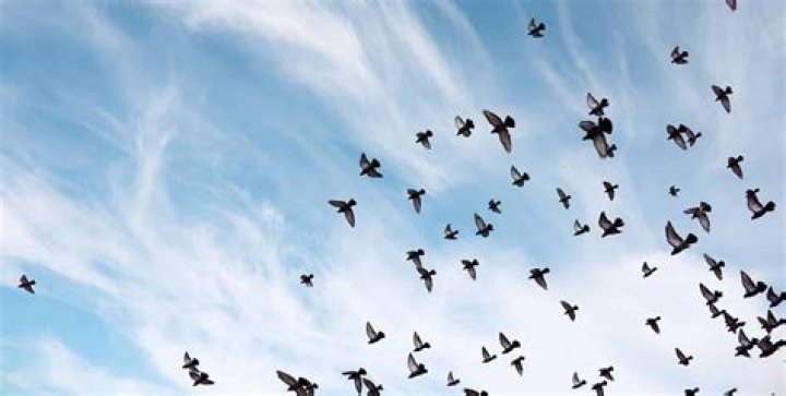 How did birds end?