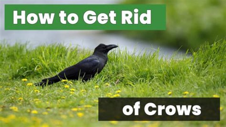 How do I get rid of crows?