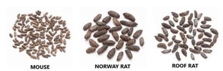 How do I know if I have rat or mouse poop?