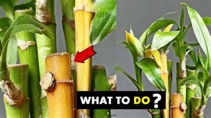 How do you keep white plastic from turning yellow?