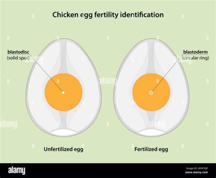 How do you know if an egg has been fertilized after ovulation?