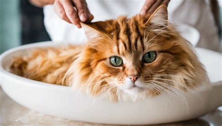 How do you make homemade cat shampoo?