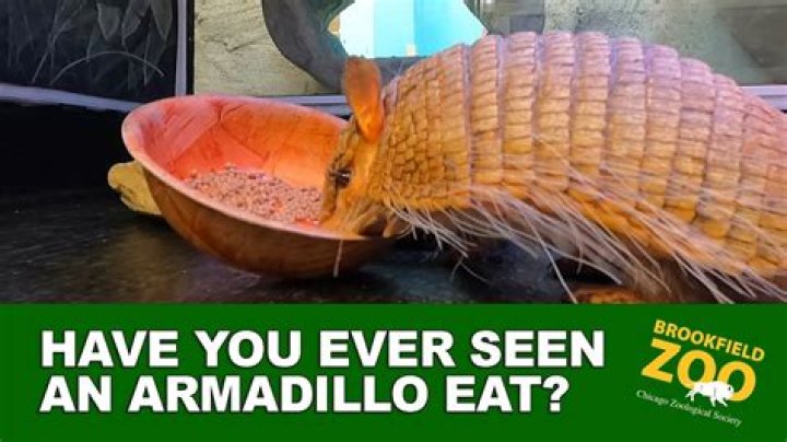 How do you prepare an armadillo to eat?
