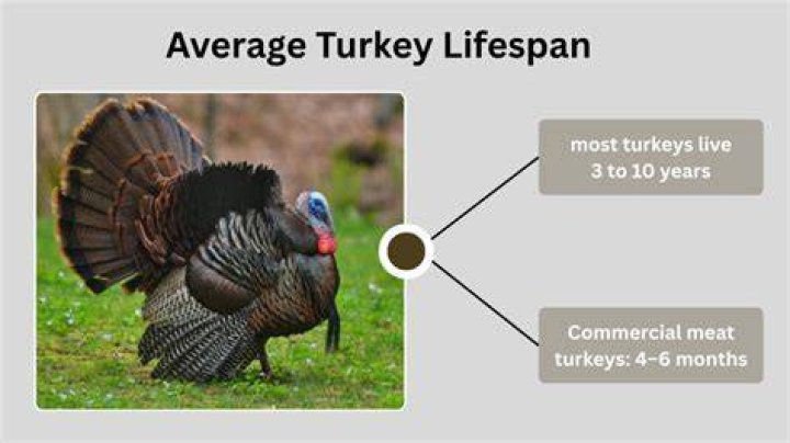 How long do turkeys live for?
