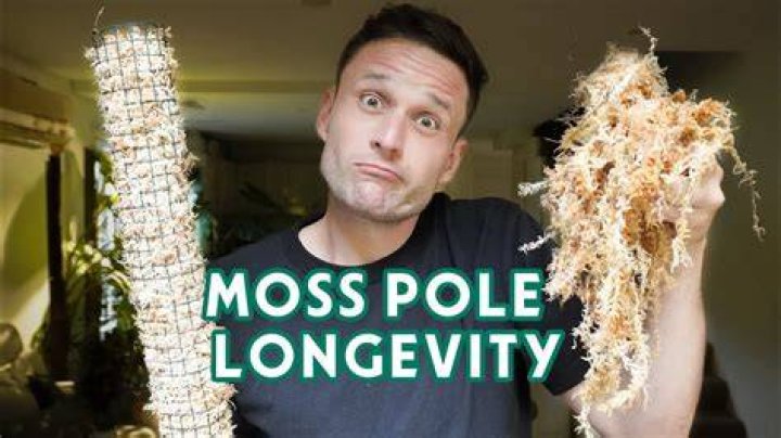 How long does a moss pole last?