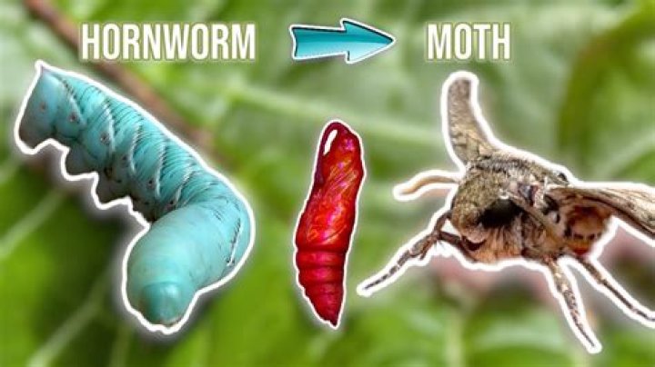 How long does it take a hornworm to turn into a butterfly?
