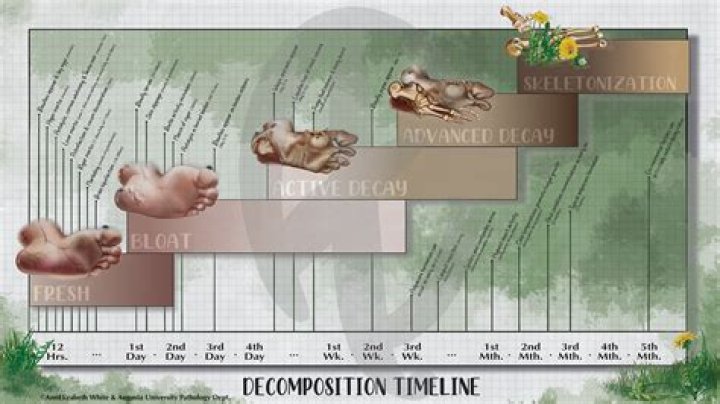 How long does it take for human feces to decompose?
