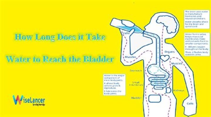 How long does it take water to reach the water table?