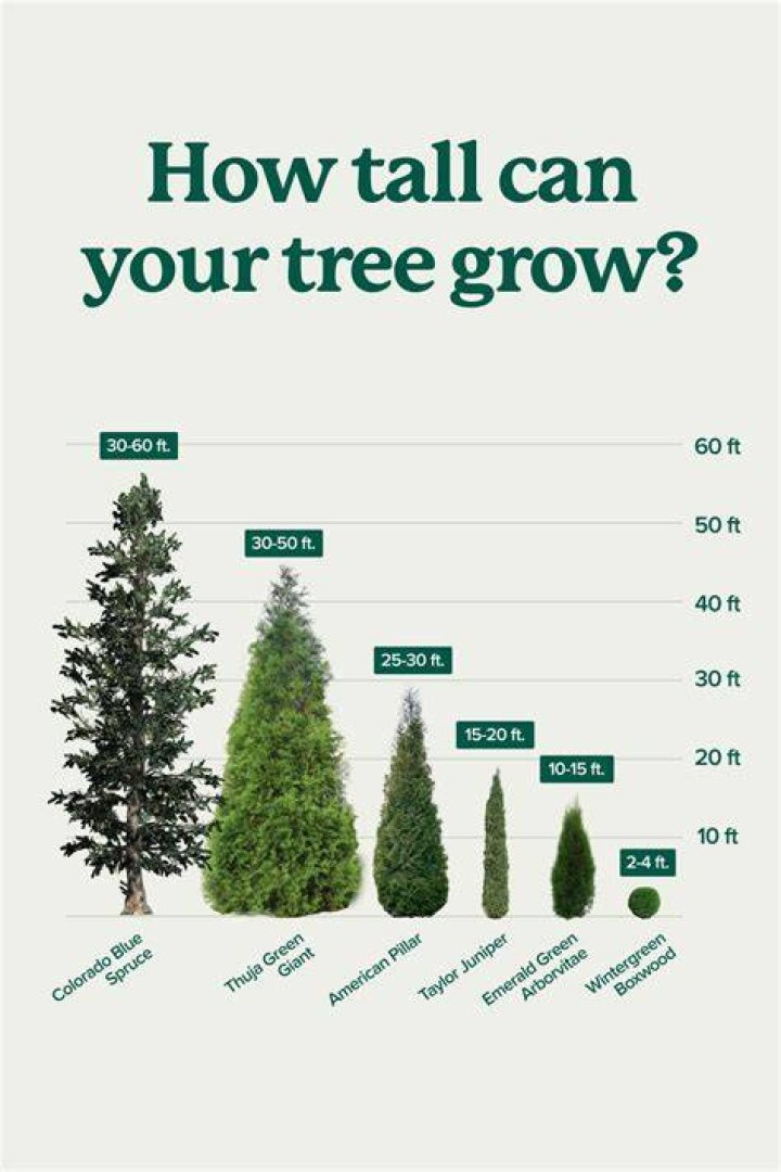 How tall will an oak tree grow in 10 years?