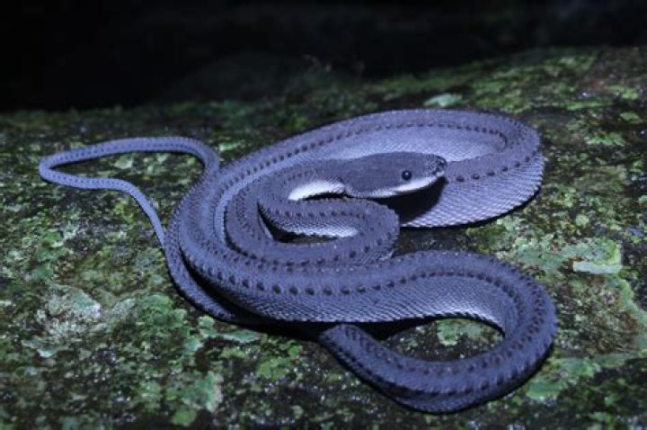 Is a dragon snake poisonous?