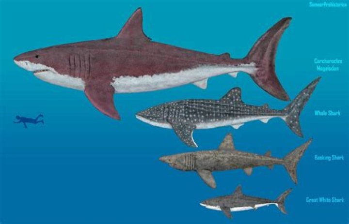 Is a tiger shark bigger than a great white?