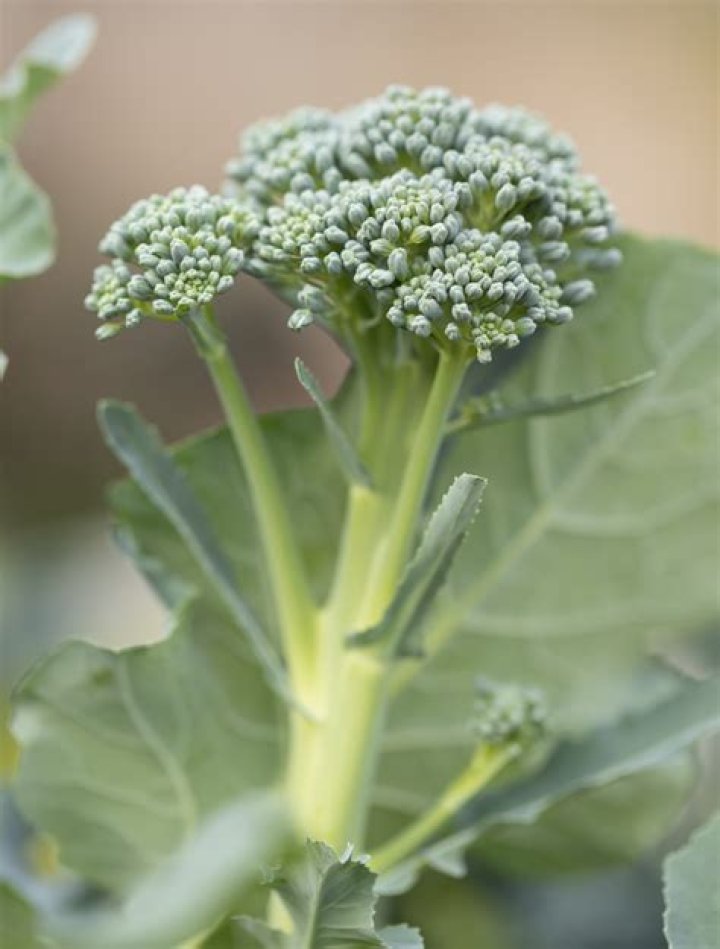 Is broccoli a keto?