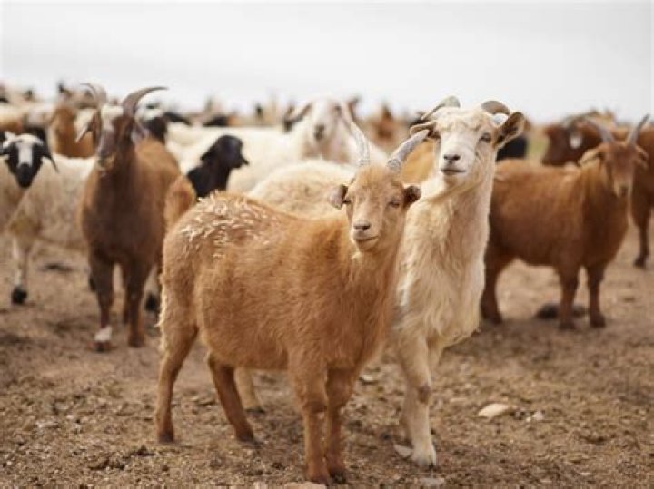 Is cashmere cruel?