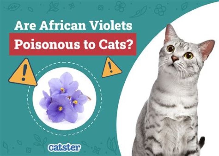 Is cats saliva poisonous?