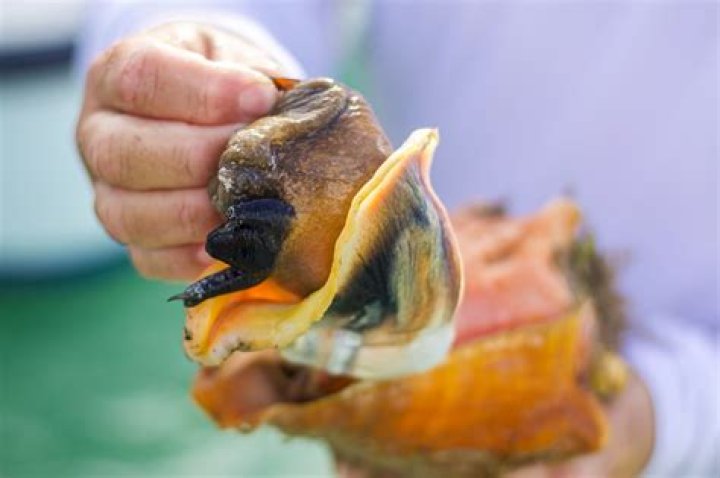 Is conch healthy to eat?