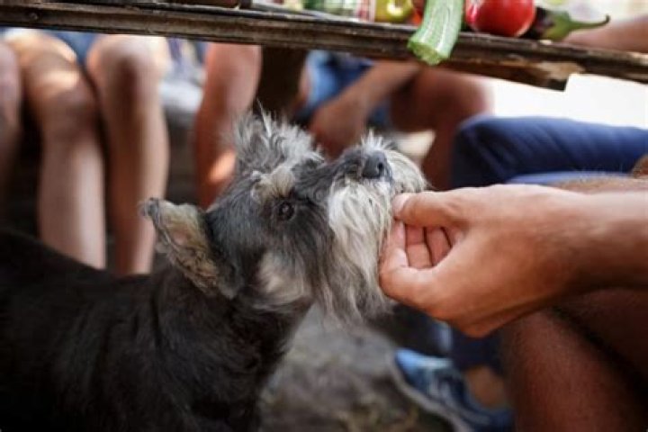 Is Ham bad for dogs?