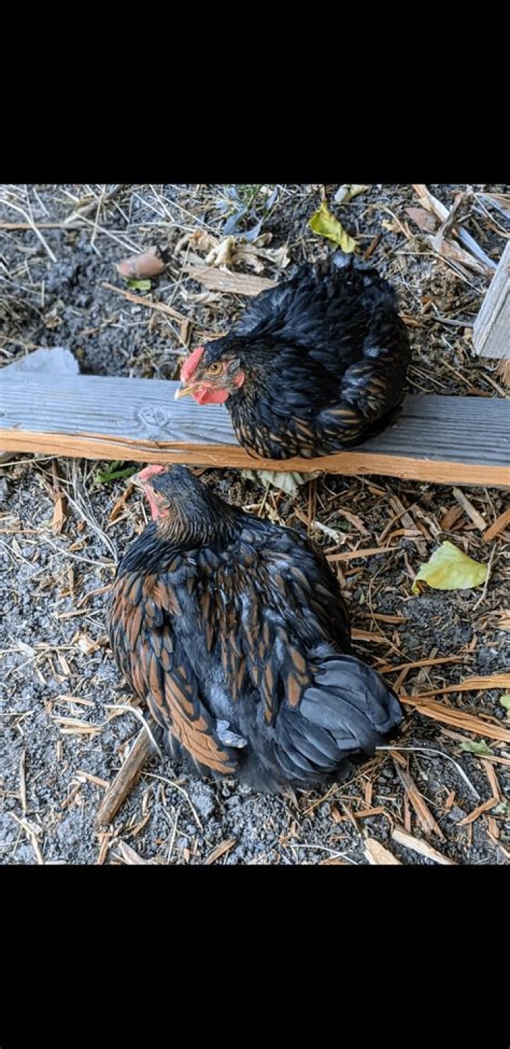 Is it OK to have 2 roosters?