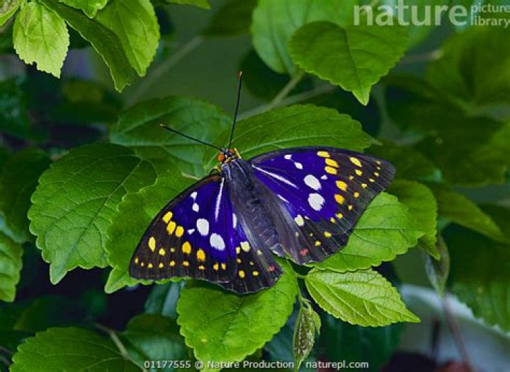 Is Nooroo a moth or a butterfly?