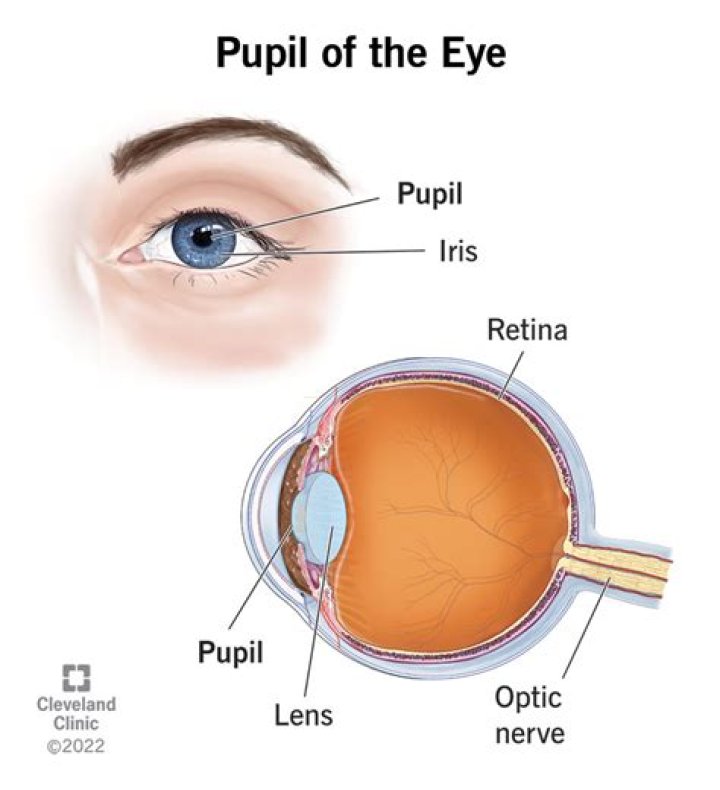 Is the pupil a hole?