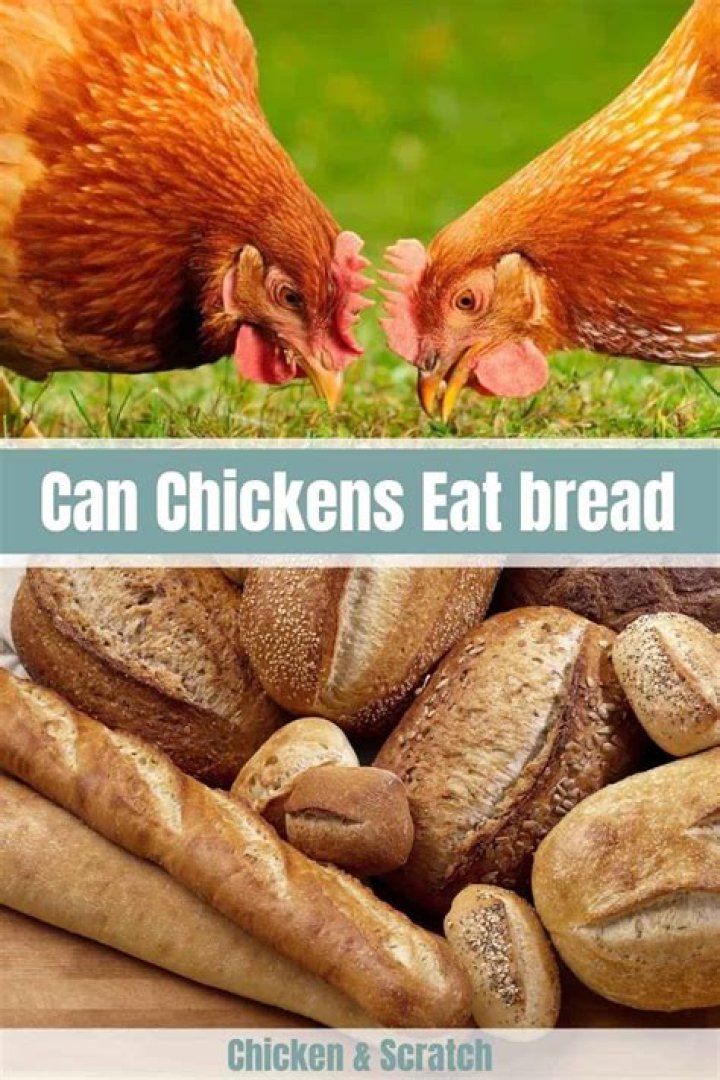Should chickens eat bread?