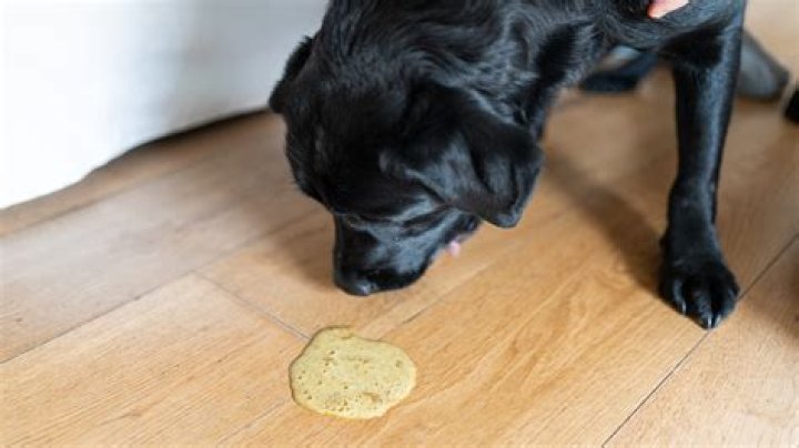 Should I make my dog throw up if he ate chocolate?