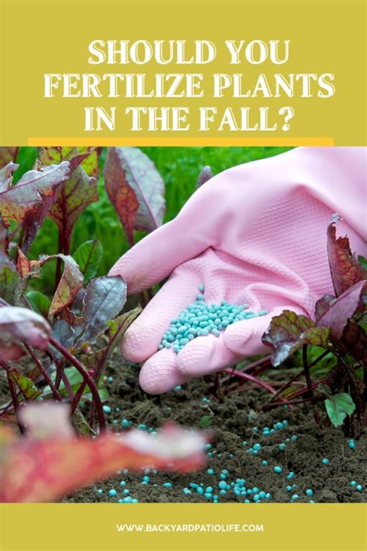 Should I overseed or fertilize first in the fall?
