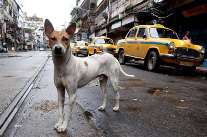 Should you hit an animal or swerve?