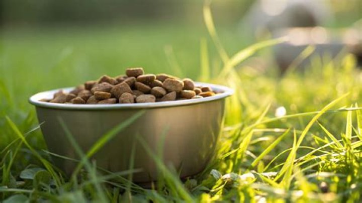 Should you leave dog food down all day?