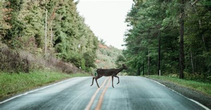 Should you swerve to avoid an animal?