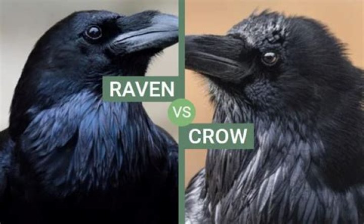 What's the difference between a raven and a crow?