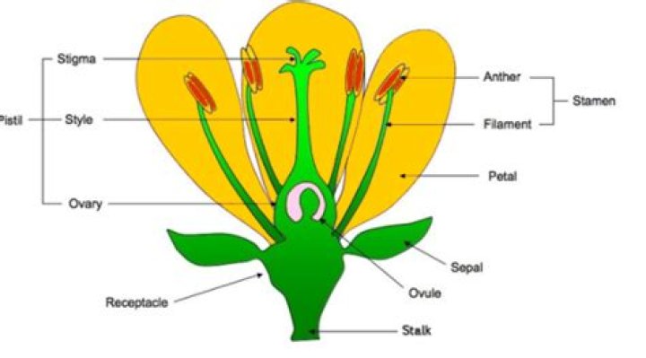 What's the middle of a flower called?