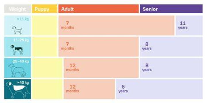 What age should a dog be fed once a day?