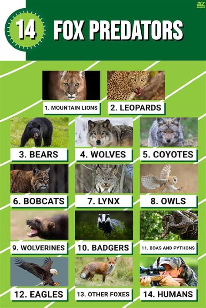 What animal eats a fox?