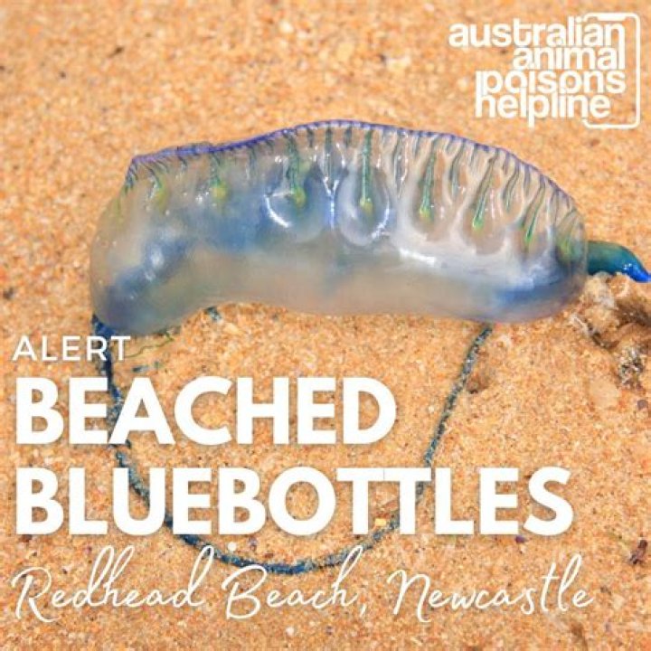 What animal eats bluebottles?