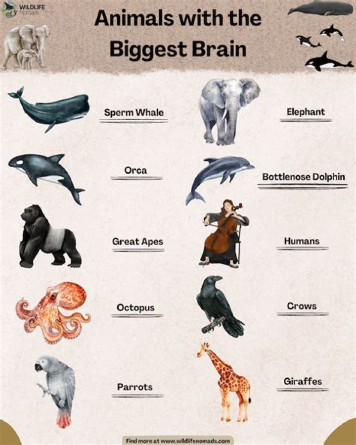 What animal has the smoothest skin?