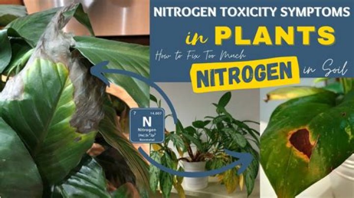 What are four symptoms of nitrogen toxicity?