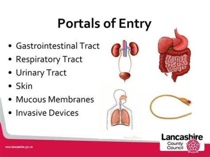 What are portals of entry?