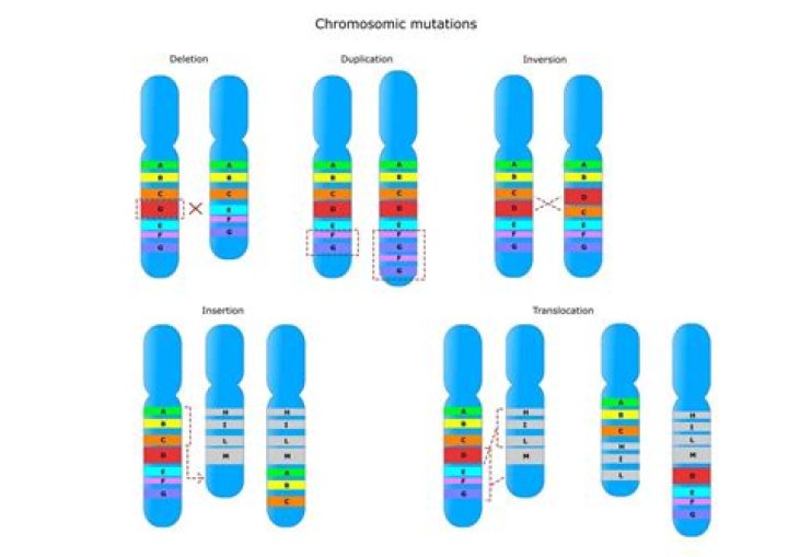 What are the types of chromosomal mutations explain each?