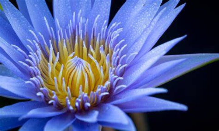 What blue flowers mean?