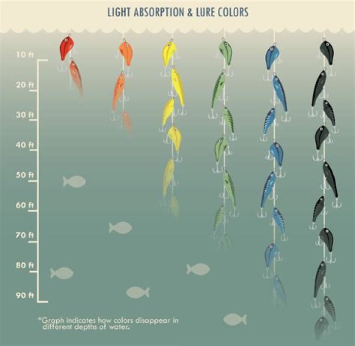 What color do fish see best?